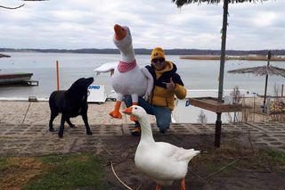 Nie żyje gęś Pipa