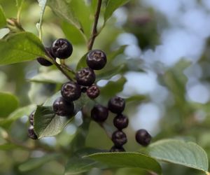 Aronia, krzew i owoce
