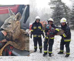 Strażacy z Nietuliska Dużego uratowali sarenkę