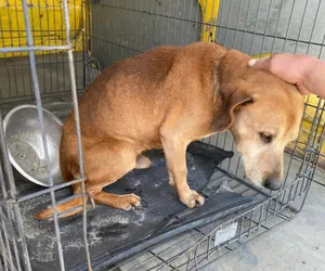 Pod Braniewem uratowano kolejnego psa