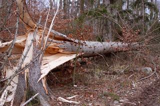 Drzewo zmiażdżyło renaulta! 47-latek nie żyje, kobieta z dwójką dzieci w szpitalu