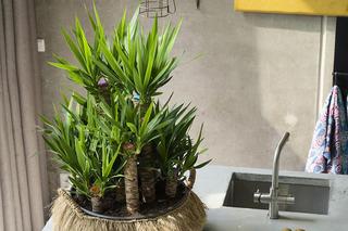 Duże drzewka doniczkowe do domu