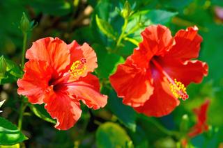 Hibiskus