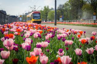 Kolorowe tulipany zachwycają w Warszawie. Ten widok zapiera dech [ZDJĘCIA]