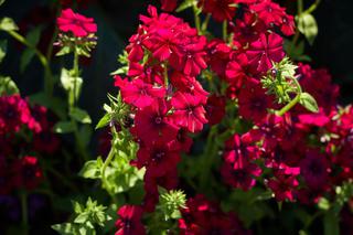 Czerwone kwiaty do ogrodu - Jakie kwiaty kwitną na czerwono?