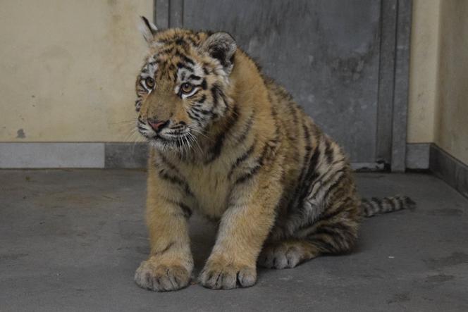 Poznańskie ZOO ratuje dzikie zwierzęta z Ukrainy