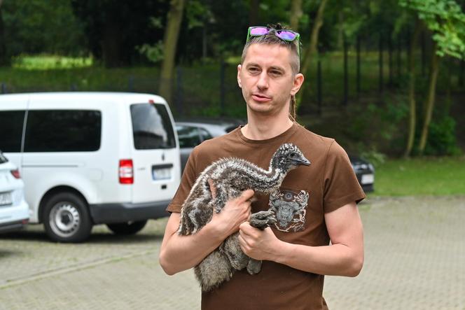 Pisklęta emu zamieszkają w poznańskim ZOO 