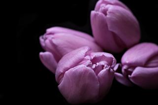 Dzień kobiet 8 marca: Róże, tulipany czy goździki? Sprawdź co oznaczają kwiaty i ich kolory! 