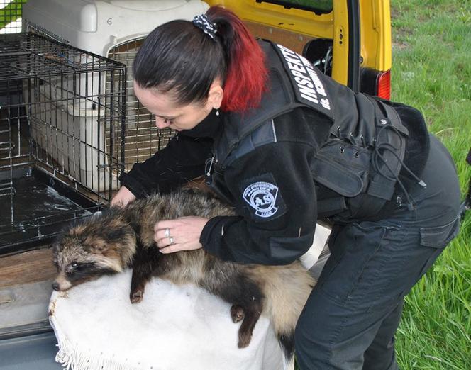 200 KLESZCZY JENOTA.