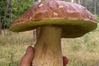 Rusza sezon na leśne grzyby
