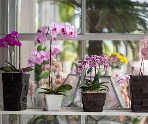 Storczyki najpiekniejszymi kwiatami doniczkowymi