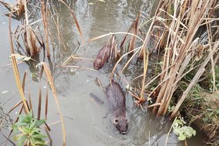 Inwazyjny gatunek gryzonia rozplenił się w Krakowie. Powoduje poważne szkody