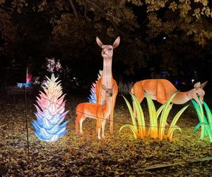 Garden of Lights we Wrocławiu