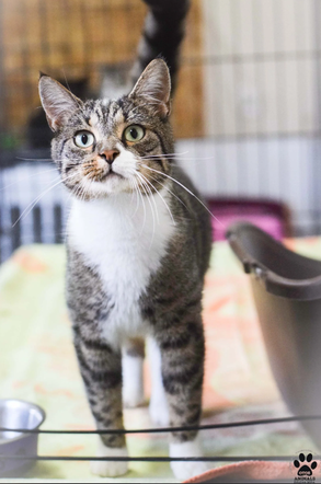 Kot do adopcji w zielonogórskim schronisku