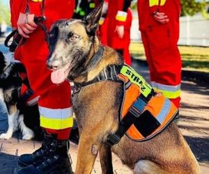 Dafne, bohaterka na czterech łapach. Bolesna diagnoza i trudna walka o zdrowie