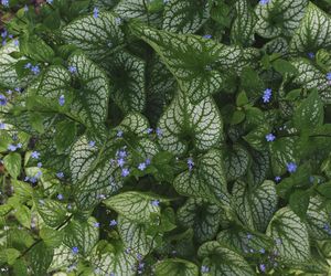 Brunnera wielkolistna