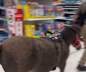 Małgorzata Ostrowska-Królikowska spotkała konia w supermarkecie. Wszystko nagrała!