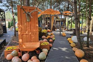 Ogromna Farma Dyniowa w Radawie 