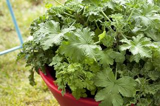 Rośliny odstraszające komary. Zdjęcia