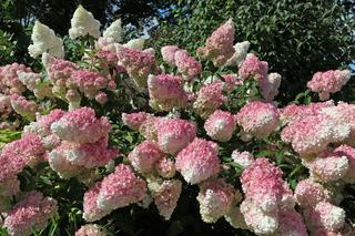 Hortensja bukietowa 'Vanille Fraise' 