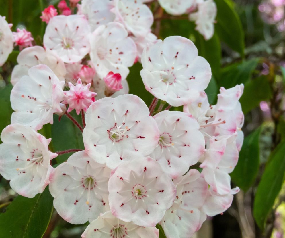 Kalmia