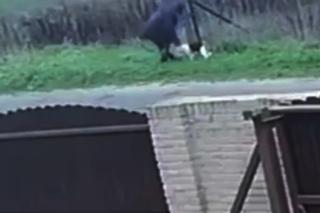 Porzucili psiaka na oczach córeczki. Szokujące sceny w Inowrocławiu