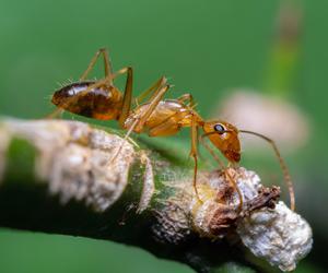 Mrówki opanowały Twój dom? Diabelsko skuteczny sposób, by się ich pozbyć. Zadziała za każdym razem i jest bezpieczne dla dzieci i zwierząt