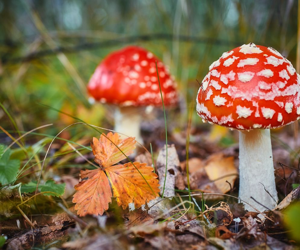 Jedzenie muchomorów - nowa celebrycka moda. Wyjaśniamy, o co w tym chodzi