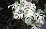 Monstera deliciosa variegata