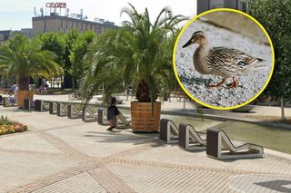 Palmy wróciły na katowicki Rynek, ale jednej brakuje! Kaczka zablokowała transport!