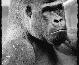 Warszawskie ZOO. Goryl M’Tonge Mutek