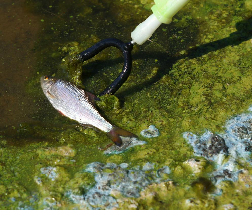 Martwe ryby w Odrze. Substancja silnie utleniająca możliwą przyczyną stanu wody w rzece