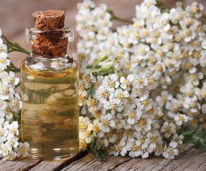 Krwawnik pospolity - właściwości i zastosowanie