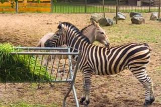 Jak spędzić ferie 2024 w Bydgoszczy? Miasto organizuje darmowe atrakcje, będą też półkolonie 