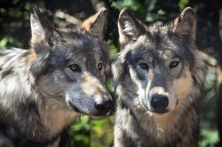 Martwe wilki znalezione na Podlasiu. Policja bada sprawę