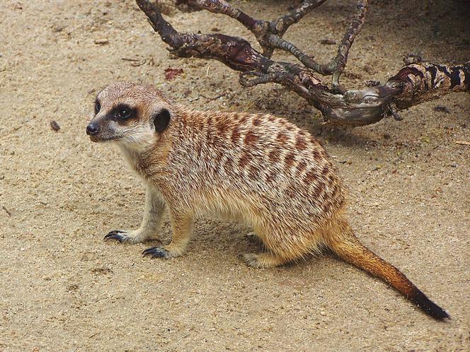 Surykatka  w śląskim zoo