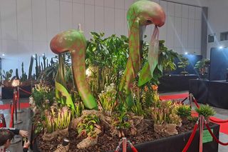 Światowa Wystawa Orchidei, Bonsai i Sukulentów w Łodzi