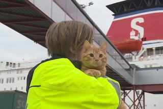 Znamy finał historii kota-gapy z promu Stena Line!  Zobaczcie, co spotkało sympatycznego rudzielca [WIDEO]