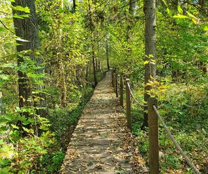 Puszcza Białowieska – ostatnia taka puszcza w Europie