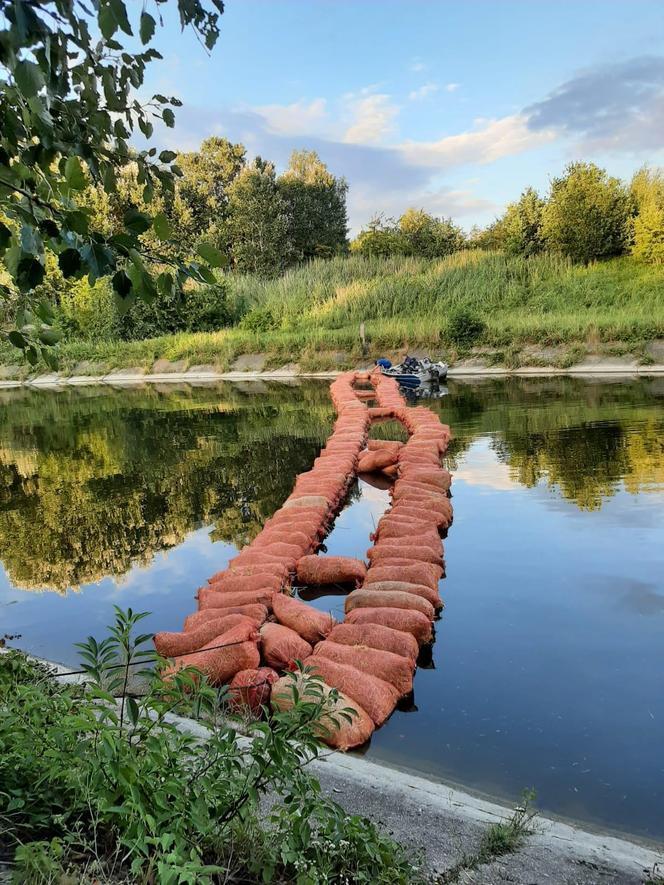 Przedłużono zakaz korzystania z jeziora Dzierżno Duże. Odłowiono już ponad 111 ton śniętych ryb