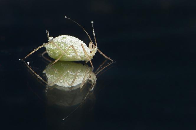 Plaga wszy w gdańskich szkołach i przedszkolach