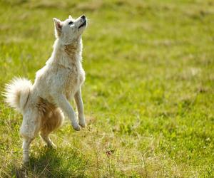 Schronisko dla zwierząt w Białymstoku będzie mieć lecznicę. Ruszył przetarg