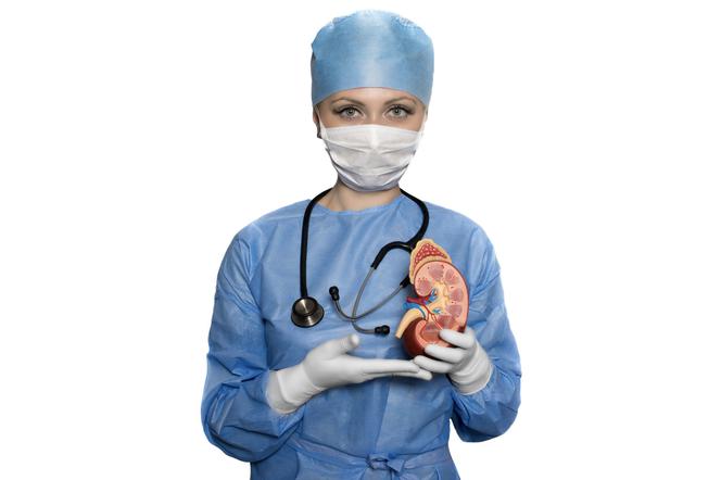 Przeszczep łańcuchowy nerek – na czym polega? Kto może być dawcą?