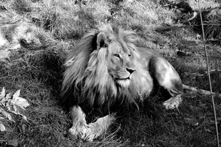 Śląski Ogród Zoologiczny w żałobie. Zmarł słynny lew Bolek. W Chorzowie spędził większość życia