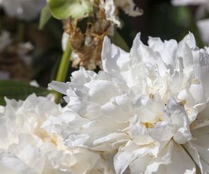 Piwonia po przekwitnięciu [Porada eksperta]