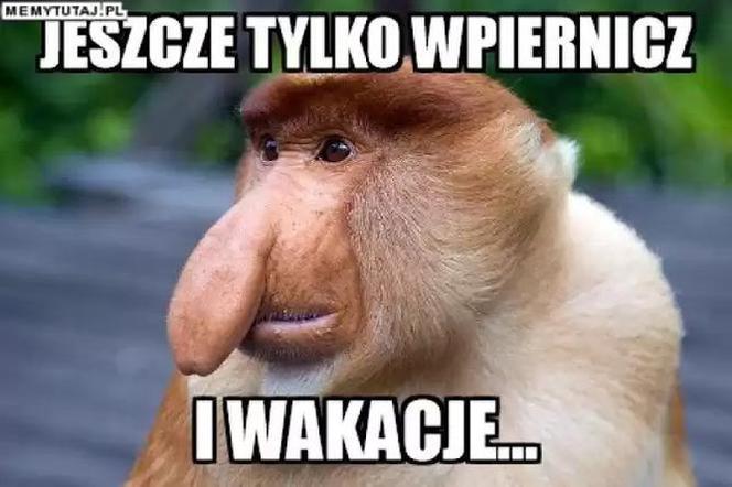 Zakończenie roku szkolnego - memy