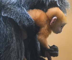 Jest kompletnie niepodobne do mamy. Nowe maleństwo w Gdańskim ZOO