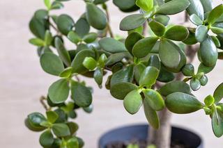 Rośliny najbardziej odporne na szkodniki