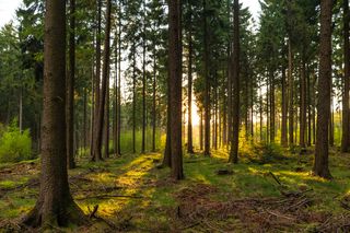 Koronawirus w Polsce. Zakaz wchodzenia do lasów zaraz powróci?