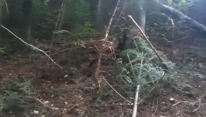 Leśnicy z Dynowa uratowali  sarnę zaplątaną we wnyki [ZDJĘCIA]